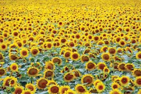 Sunflower Power Image